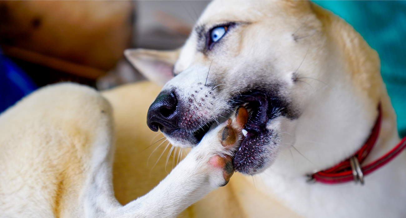 Dog Chewing Paws Causes Solutions Health Tips